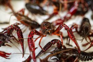 Levende rivierkreeft