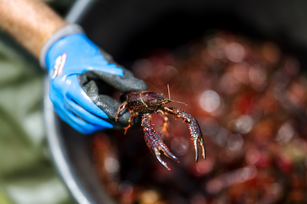 Levende rivierkreeft