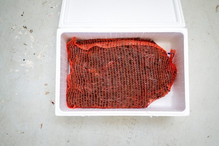 Levende rivierkreeft